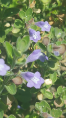 Scutellaria wrightii