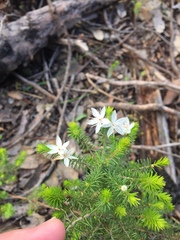 Calytrix alpestris