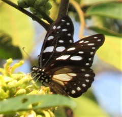 Graphium leonidas leonidas