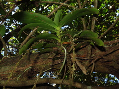 Peristeranthus hillii