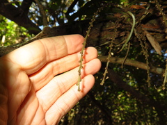 Peristeranthus hillii