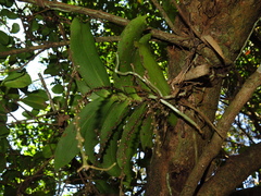 Peristeranthus hillii