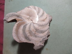 Nautiloidea