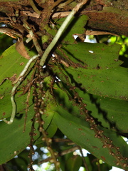 Peristeranthus hillii