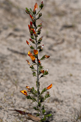 Pultenaea prostrata