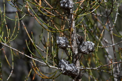 Allocasuarina muelleriana