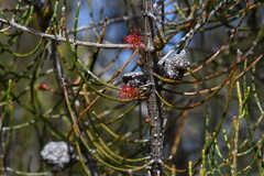 Allocasuarina muelleriana