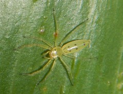 Astilodes mariae