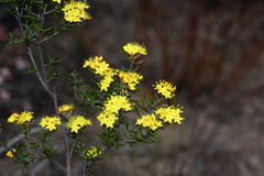 Phebalium stenophyllum