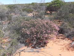 Calytrix brevifolia