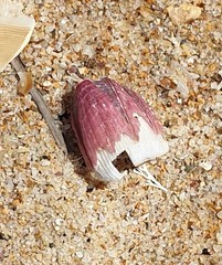 Megabalanus coccopoma