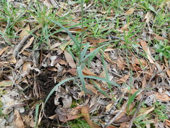 Senecio quadridentatus