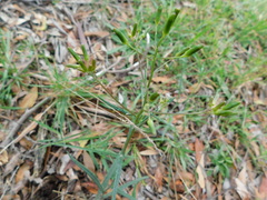 Senecio quadridentatus