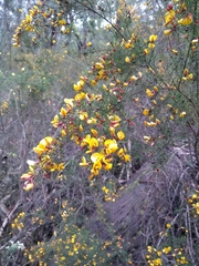 Pultenaea mollis