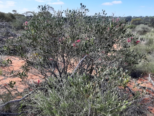 Rogersons' Grevillea (Grevillea rogersoniana)