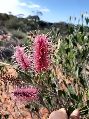Image of Grevillea rogersoniana by (c) Tim Hammer, some rights reserved (CC BY)