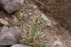 Erigeron pazensis