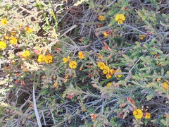 Pultenaea tenuifolia