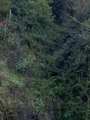 Hemiphaga novaeseelandiae