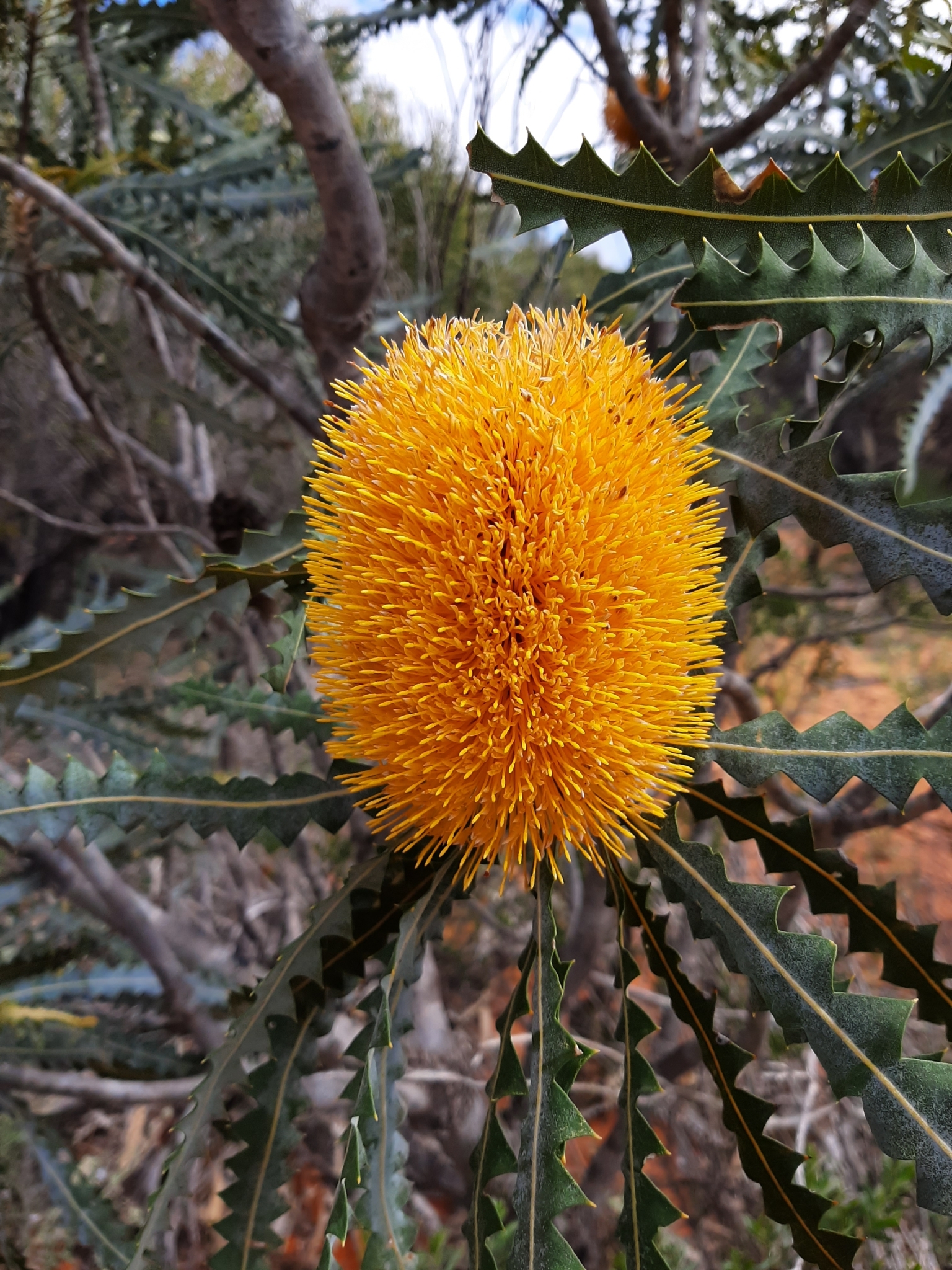 Banksia ashbyi