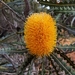 Banksia ashbyi - Photo (c) Tim Hammer, μερικά δικαιώματα διατηρούνται (CC BY), uploaded by Tim Hammer