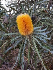 Banksia ashbyi