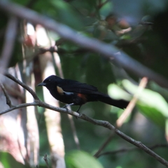 Tachyphonus surinamus