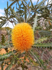 Banksia ashbyi