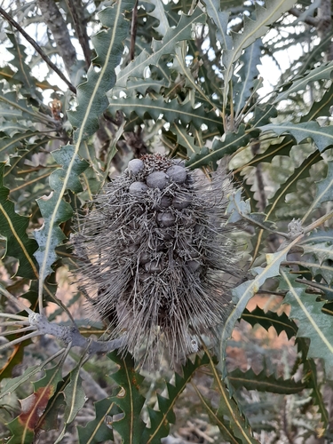 Image of Banksia ashbyi by (c) Tim Hammer, some rights reserved (CC BY)