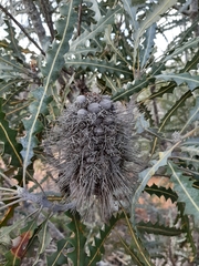 Banksia ashbyi