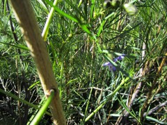 Psoralea arborea