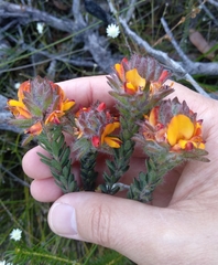 Pultenaea tuberculata