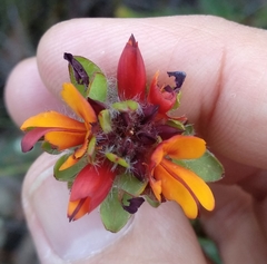 Pultenaea tuberculata