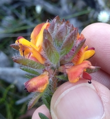 Pultenaea tuberculata