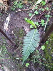 Blechnum parrisiae