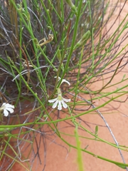 Scaevola chrysopogon