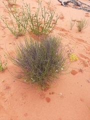 Scaevola chrysopogon