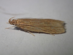 Helcystogramma rufescens