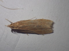 Helcystogramma rufescens