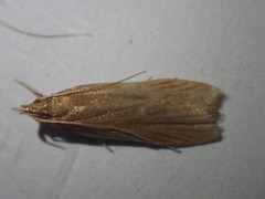 Helcystogramma rufescens