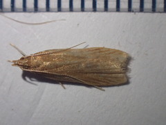 Helcystogramma rufescens