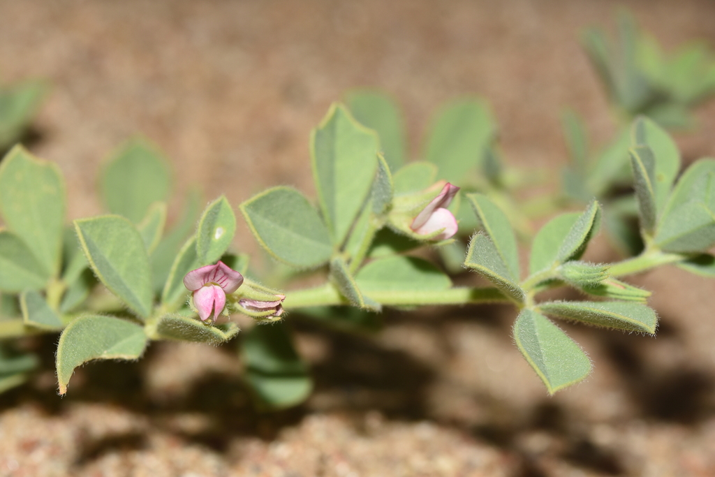 Lotus arabicus