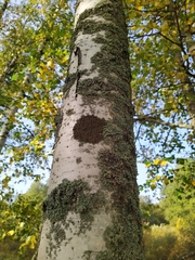 Melanohalea olivacea