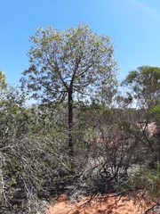 Brachychiton gregorii