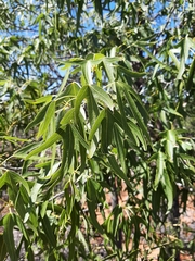 Brachychiton gregorii