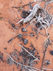 Brachychiton gregorii