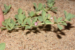 Lotus arabicus