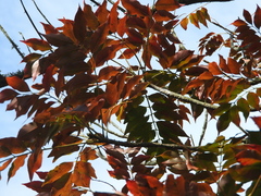 Harpephyllum caffrum