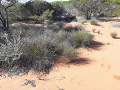 Scaevola chrysopogon