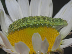 Cucullia chamomillae